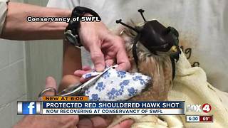 Federally-protected hawk shot, recovering in Collier County