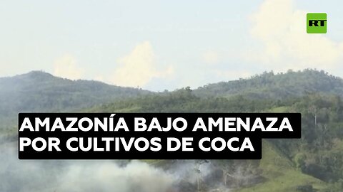 Amazonía bajo amenaza por cultivos de coca en medio de la creciente demanda de Occidente