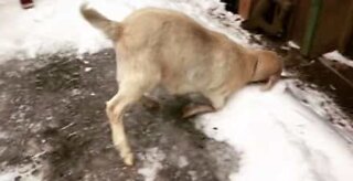 Cabra escorrega no gelo e cai de cara no chão