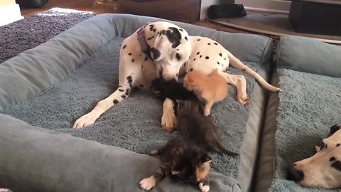 Trio of Dalmatians help raise foster kittens