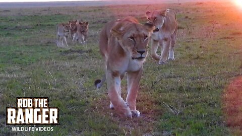 Lion Pride On The Move At Sunrise | Maasai Mara Safari | Zebra Plains