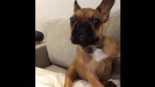 Frenchie Puppy Is Completely Confused By Its Owner's Howling