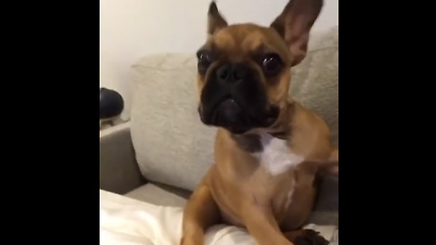 Frenchie Puppy Is Completely Confused By Its Owner's Howling