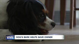 Dog's bark helps save owner