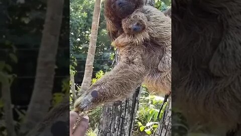 Sloth thanks photographer who saved her baby #shorts #cute #sloth