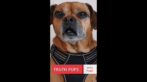 Truth pups 1230b