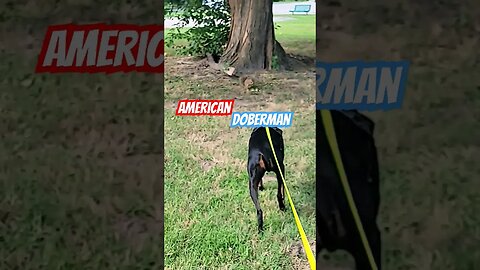 American #doberman stalking a squirrel! #subscribe #like #doglife #shorts
