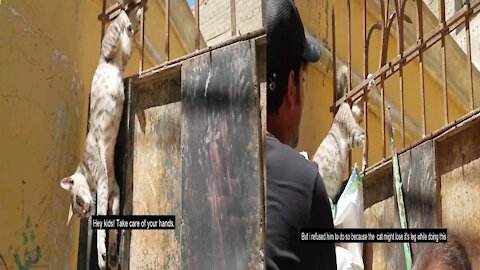 Rescue poor Cat got stuck very badly on fence