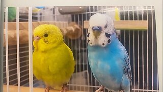 Parakeets eating and drinking