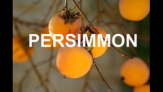 Hachiya Persimmon Tasting | A Taste of the New South