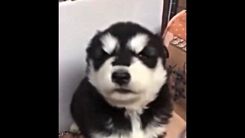 Baby Husky howling