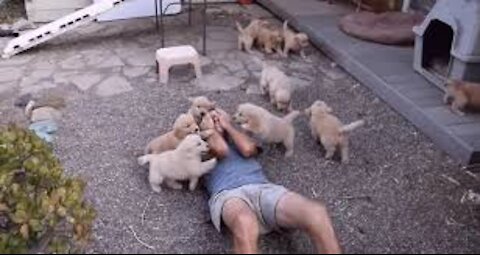 Golden Retriever Puppy Attack