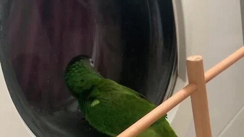 Crazy parrot obsessed with the washing machine