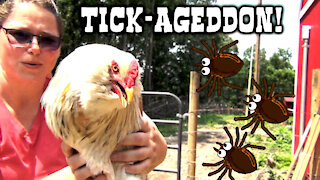 The Tick Armageddon Has Arrived! Moving Chicken House and Chickens to New Property.