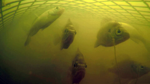 Gopro in a Fish Trap