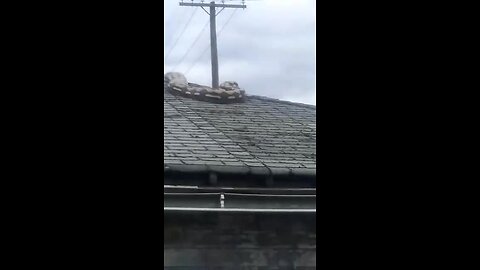 Python on roof in Detroit