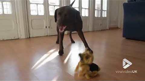 Curious Labrador Meets Flip Over Dog And Goes Full Attack Mode