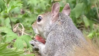 Adorable squirrel enjoys a watermelon