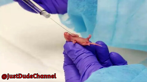 Fauci Study: Fetal Tissues Taken From Babies Were Transplanted Into Mice In Horrific Experiments