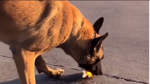 Viral Video😨 of a Dog saving a Goldfish / Humanity Failed😭