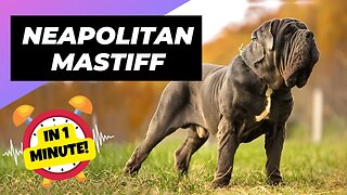 Neapolitan Mastiff - In 1 Minute! 🐶 One Of The Biggest Dog Breeds In The World | 1 Minute Animals