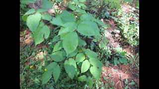 Earthy and Musky Scent Spikenard May 2022