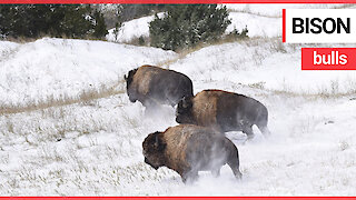 Four huge bison bulls were returned to an American plain for the first time in over 100 years