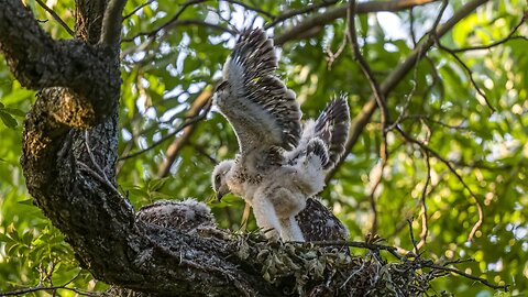 Testing His Wings, Sony A1/Sony Alpha1, 4k