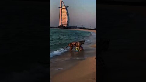 Tigers in Dubai | Tigers in Jumeirah Beach playing ball