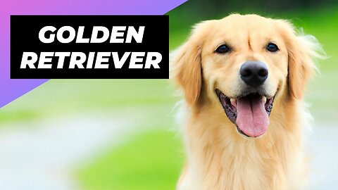 Golden Retriever 🐶 The Best Family Dog