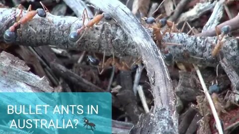 Most BAD ASS ANTS in Australia!! 🐜 Bulldog Ants - Inch Ants - Bullet Ants ?
