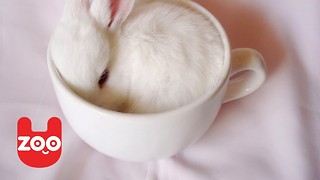 Rabbit Cafe in Japan