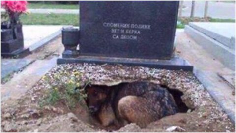 People Thought This Dog Was Guarding Her Owner’s Grave, But One Rescuer Uncovered A Stunning Secret!