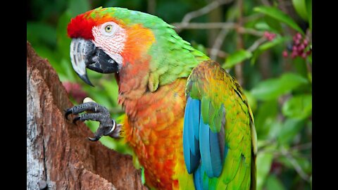 A parrot inside a tent. Fun too