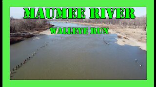 Maumee River Walleye Run