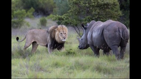 rhino vs Lion fight who will win watch the video