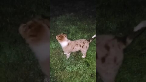 Australian Shepherd puppy chasing Fireflies at night