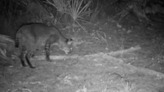 Bobcat gets scared from twig thinking it's a snake