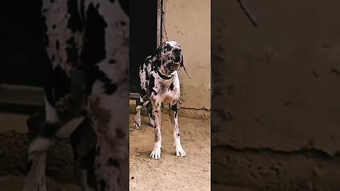 Meet The mighty Great Dane #shorts #viral #dog #trending #greatdane