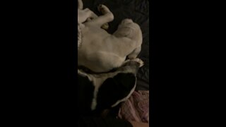 Dogs hug