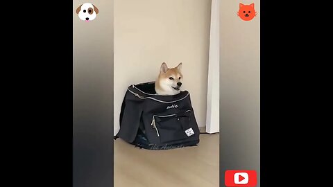 Dog sitting in bag in very cute way #dogs #shorts #youtubeshorts #viral