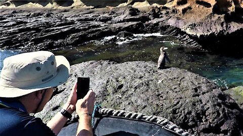 Lonely little penguin discovered on this famous Galapagos Island
