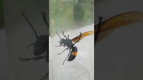 Giant Asian Hornet vs Man! #gianthornet #hornet #wasps #murderhornets