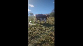 Momma cow feeding baby calf.
