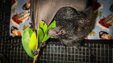 Did You Know Bats Prefer Native Fig Leaf Than Chopped Fruit? Behind The Scenes In A Bat Aviary