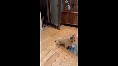 Pumba’s clone steals the food again. Consequences are fatal..mp4