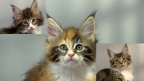 KITTENS MAINE COON.