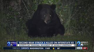 Second bear struck and killed on I-83