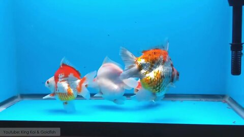 super beautiful goldfish in tank