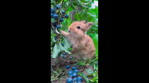 Rabbit eating blueberries🫐🫐